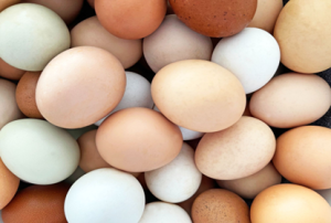 Imagem1-2-300x202 13 de Outubro  🥚 Dia Internacional do Ovo: Conhecendo a Estrela Nutricional 🥚